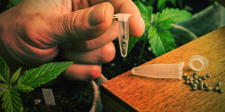 Jak uprawiać Blue Widow JAK UPRAWIAĆ BLUE WIDOW