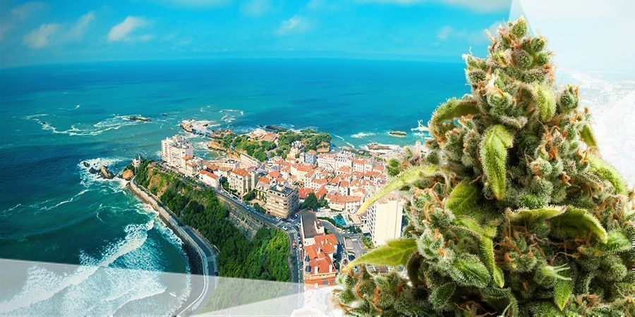 Najlepsze odmiany konopi na klimat atlantycki BEST CANNABIS SEEDS FOR THE ATLANTIC