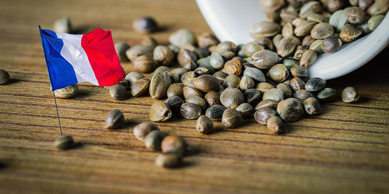 Najlepsze odmiany konopi dla klimatu półkontynentalnego i obszarów górskich NAJLEPSZE ODMIANY KONOPI DLA KLIMATU PÓŁKONTYNENTALNEGO I OBSZARÓW GÓRSKICH