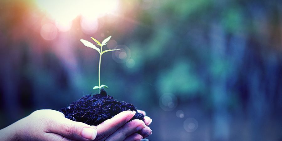 Wskazówki dotyczące uprawy konopi we Francji TIPS FOR GROWING CANNABIS IN FRANCE