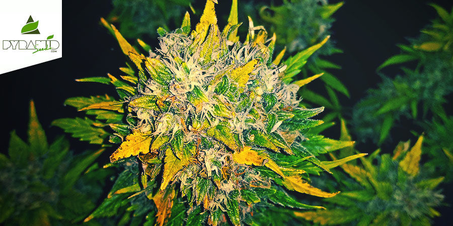 Auto Alpujarreña (Pyramid Seeds) Auto Alpujarreña (Pyramid Seeds)