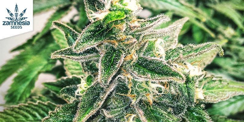 Gorilla Glue Automat Gorilla Glue Automat