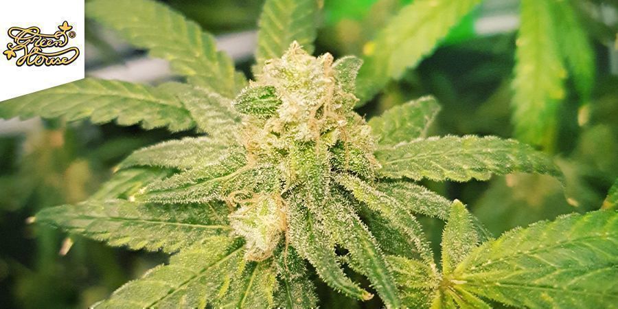 Super Lemon Haze (Greenhouse Seeds) Super Lemon Haze (Greenhouse Seeds)