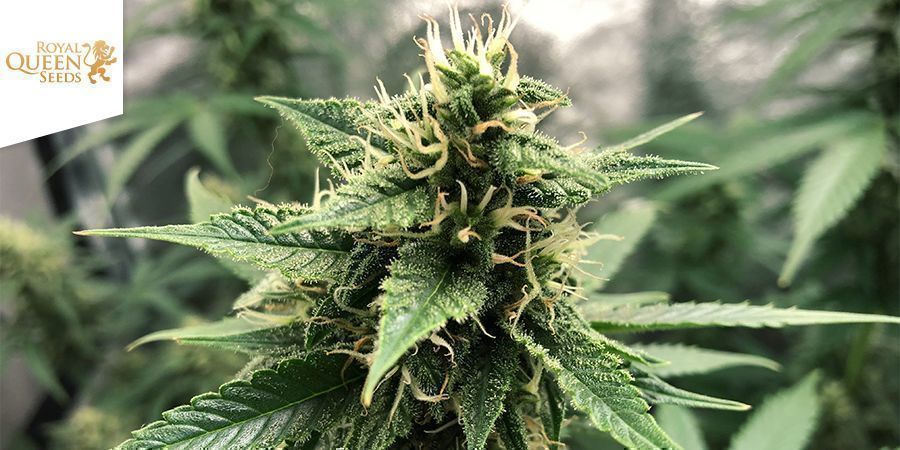 White Widow (Royal Queen Seeds) White Widow (Royal Queen Seeds)