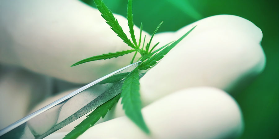 Różnice między Haze a Kush Różnice między Haze a Kush