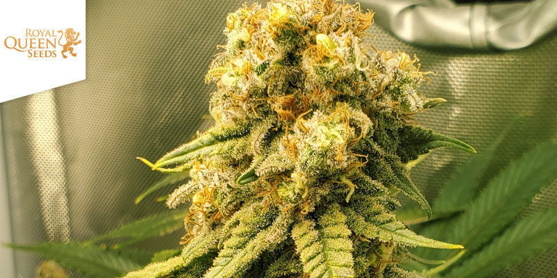 Critical Kush Critical Kush