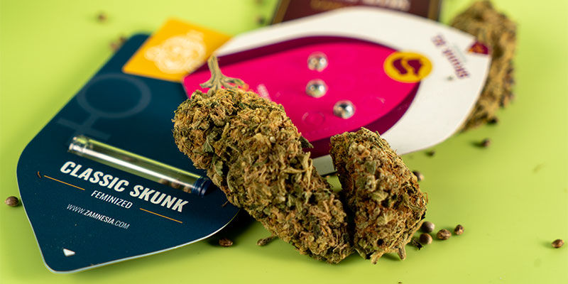 Zobacz dziś porządne zioło