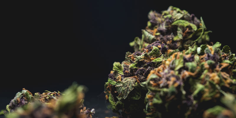 Co sprawia, że zioło jest dobre lub złe?