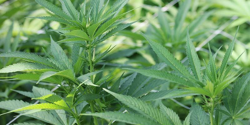 Najlepsze odmiany CBD dla początkujących hodowców