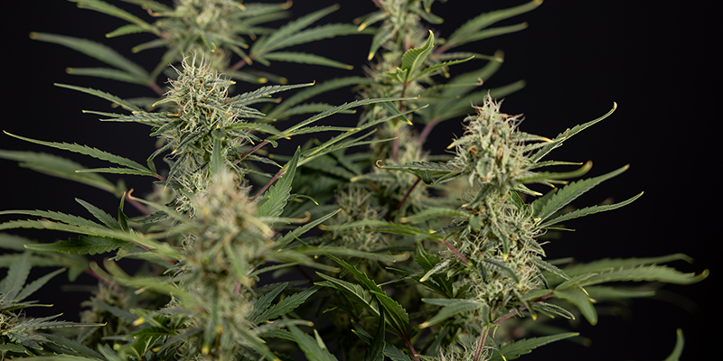 CBD Auto 20:1 feminizowane CBD Auto 20:1 feminizowane