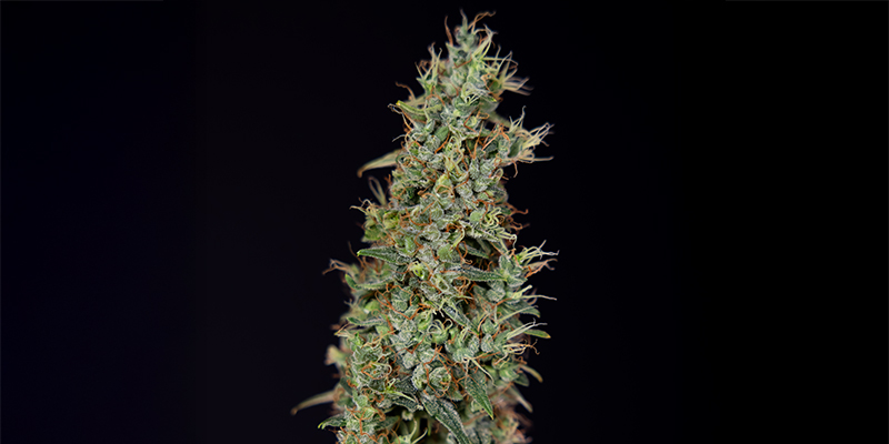 Kush'N'Cookies CBD feminizowane Kush'N'Cookies CBD feminizowane