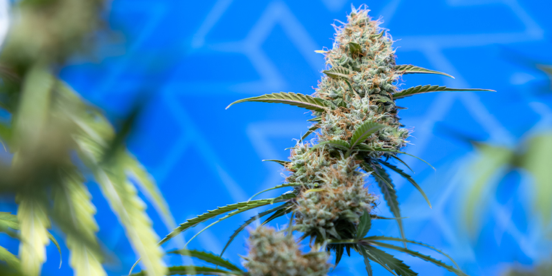 Znajdź idealną odmianę CBD dla siebie Znajdź idealną odmianę CBD dla siebie
