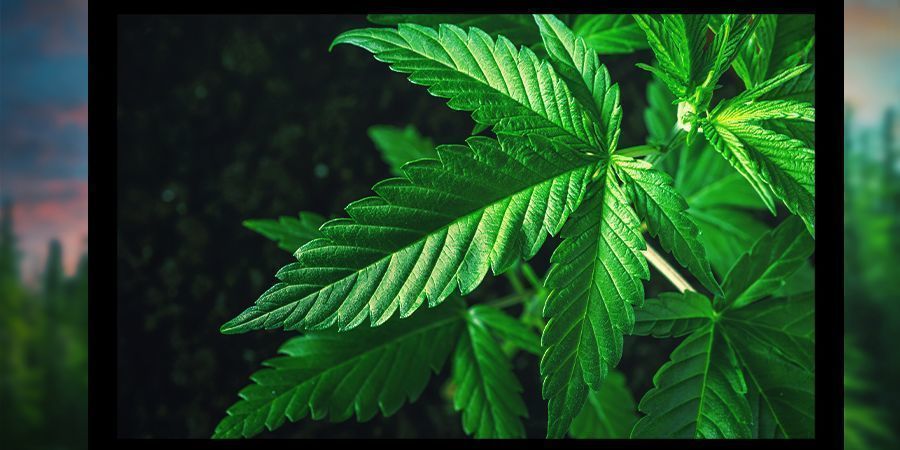 Kulturalne strony internetowe Kulturalne strony internetowe dla palaczy