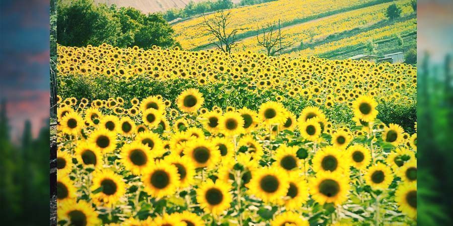 Strony wizualne Strony wizualne dla spalonych