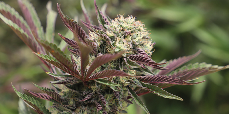 Alien OG Automatic Alien OG Automatic