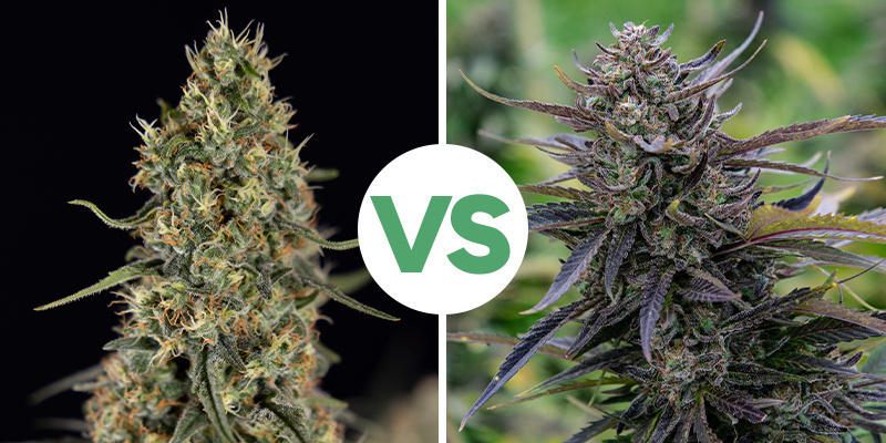 Wybór odpowiedniej odmiany: Automat vs feminizowana Wybór odpowiedniej odmiany: Automat vs feminizowana