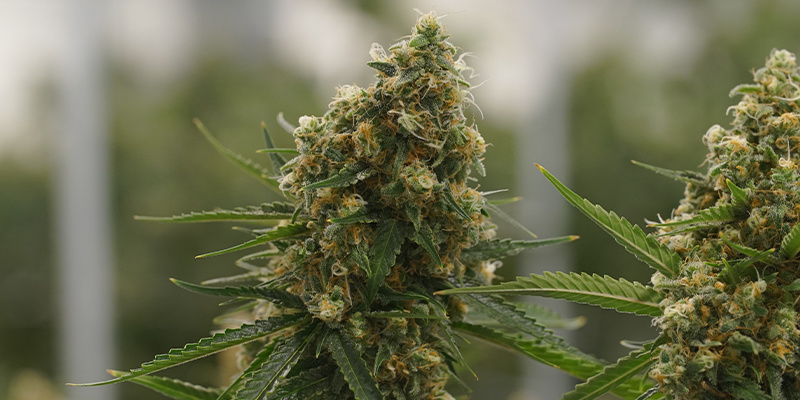 Critical Kush Critical Kush