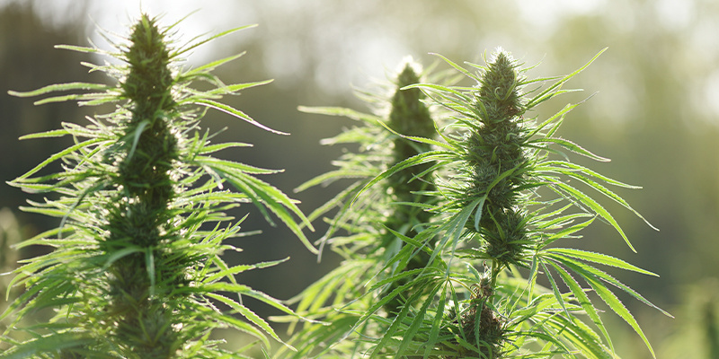 Dutch Blue Automatic Dutch Blue Automatic