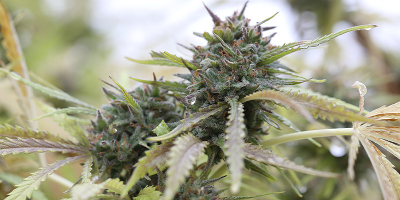 Early Skunk Early Skunk