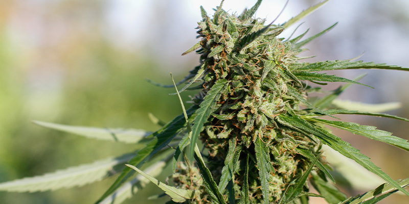 Frisian Dew Frisian Dew