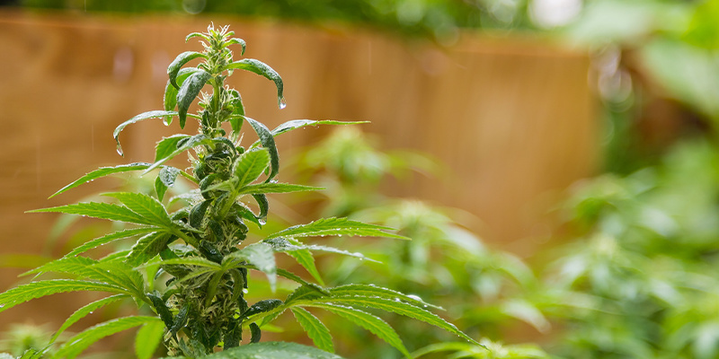 Uprawiaj z pewnością siebie w holenderskim plenerze Uprawiaj z pewnością siebie w holenderskim plenerze