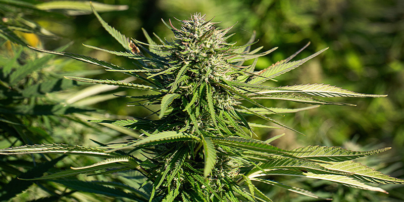 Power Flower Power Flower