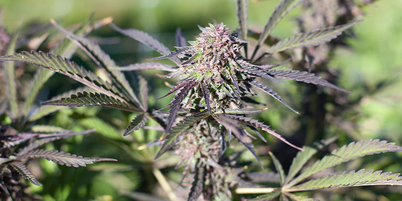 Purple Punch Auto Purple Punch Auto