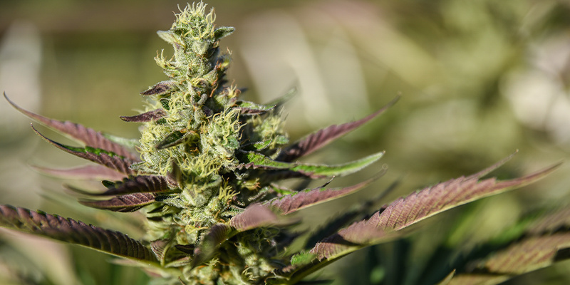 Royal Jack Automatic Royal Jack Automatic