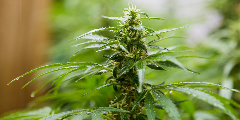 Zrozumienie holenderskiego klimatu: jak uprawiać na zewnątrz silną, zdrową marihuanę Zrozumienie holenderskiego klimatu: jak uprawiać na zewnątrz silną, zdrową marihuanę