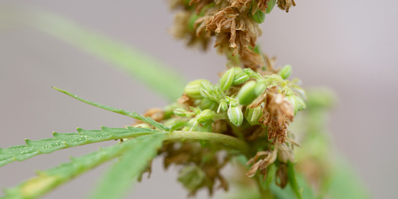 Zaawansowane zastosowania dla doświadczonych hodowców