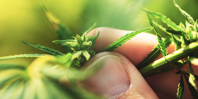 Jak rozpoznać męską roślinę konopi