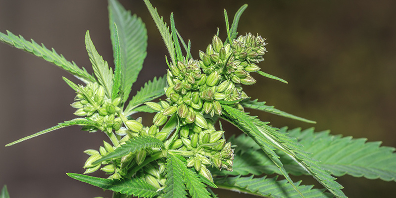 Korzyści z męskich roślin marihuany: FAQ