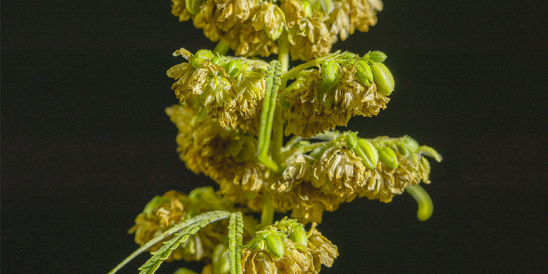 Męskie rośliny marihuany wciąż mają wiele zastosowań