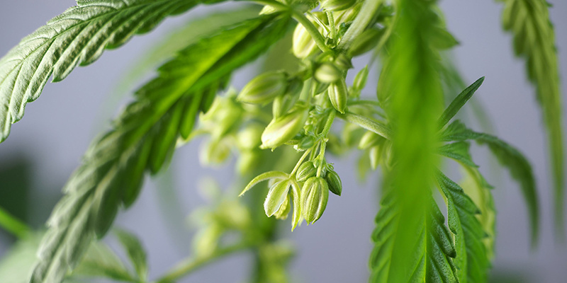 Praktyczne zastosowania męskich roślin marihuany