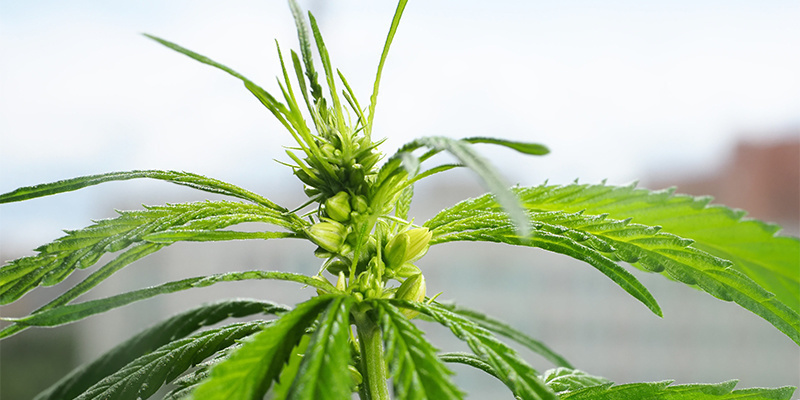 Czego NIE robić z roślinami męskimi