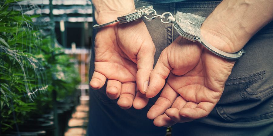 Koniec aresztowań za posiadanie i domową uprawę konopi w Urugwaju