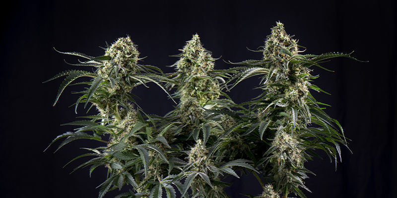 Auto White Widow — Pyramid Seeds Auto White Widow — Pyramid Seeds