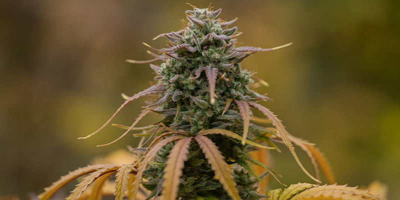 AutoMazar — Dutch Passion AutoMazar — Dutch Passion