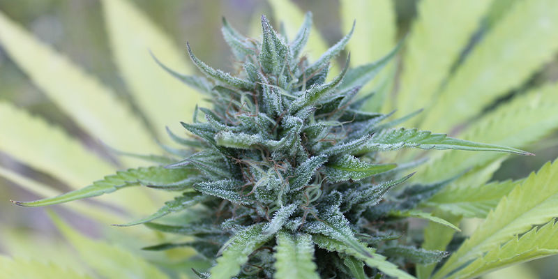 Big Bang Autoflowering — Greenhouse Seeds Big Bang Autoflowering — Greenhouse Seeds