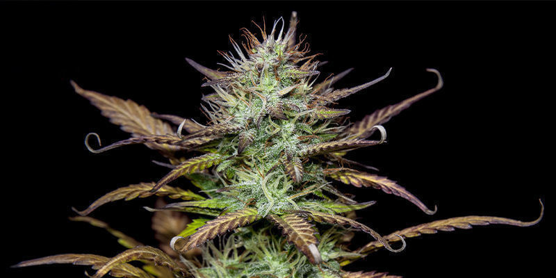 Forbidden Runtz — FastBuds Forbidden Runtz — FastBuds