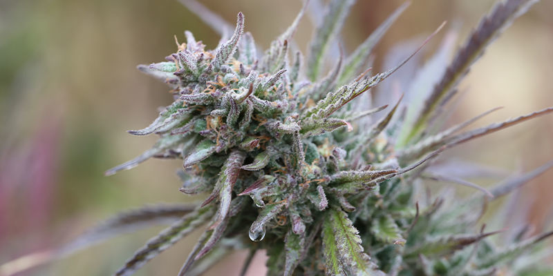 GG#4 Auto — FastBuds GG#4 Auto — FastBuds