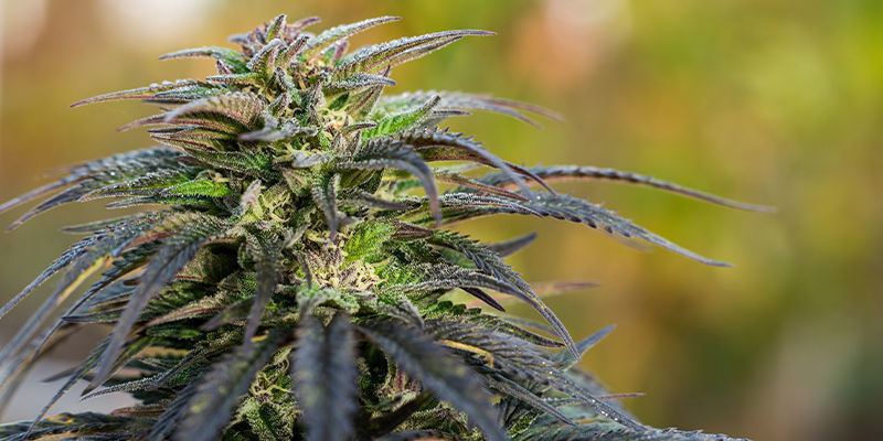 Ghost Train Haze Automatic — Zamnesia Seeds Ghost Train Haze Automatic — Zamnesia Seeds