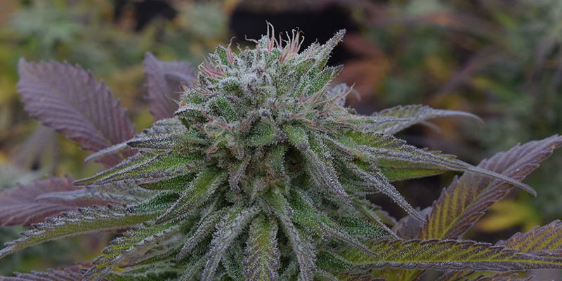 Quick One — Royal Queen Seeds Quick One — Royal Queen Seeds