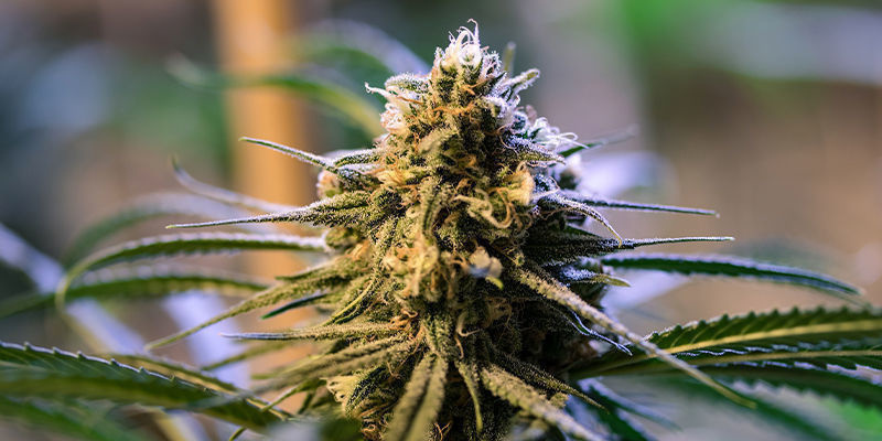 Red Strawberry Banana Auto — Sweet Seeds Red Strawberry Banana Auto — Sweet Seeds