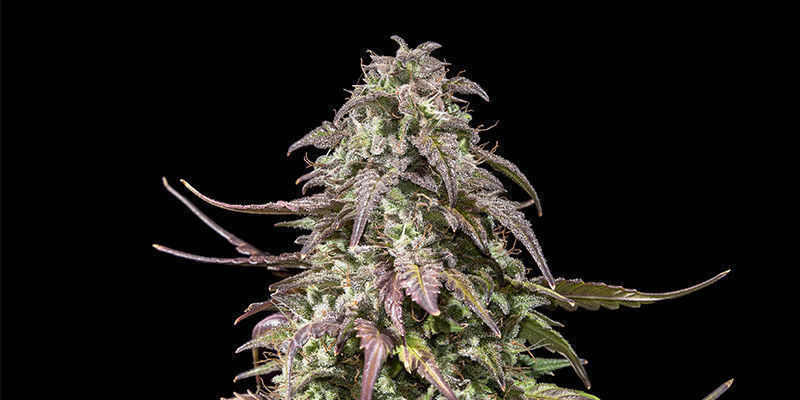 Royal Gorilla Automatic — Royal Queen Seeds Royal Gorilla Automatic — Royal Queen Seeds