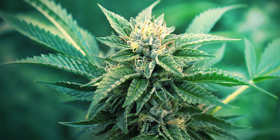 WYBIERZ ODPOWIEDNIĄ ODMIANĘ