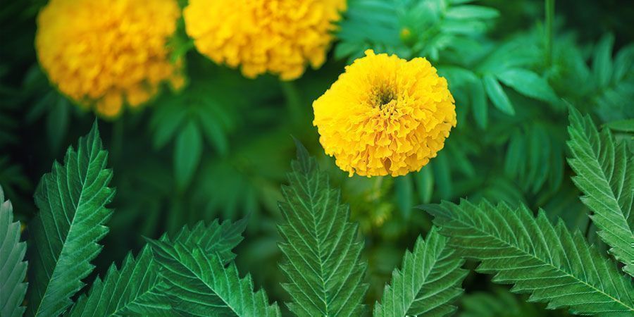 Idealne cechy odmian do uprawy partyzanckiej