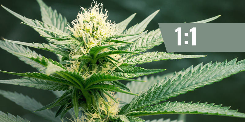 CBD:THC — 1:1 CBD:THC — 1:1