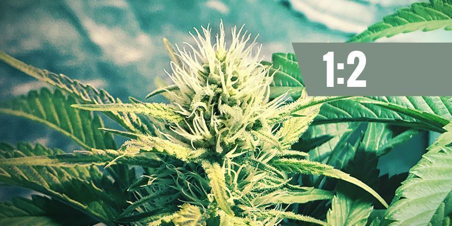 CBD:THC — 1:2 CBD:THC — 1:2