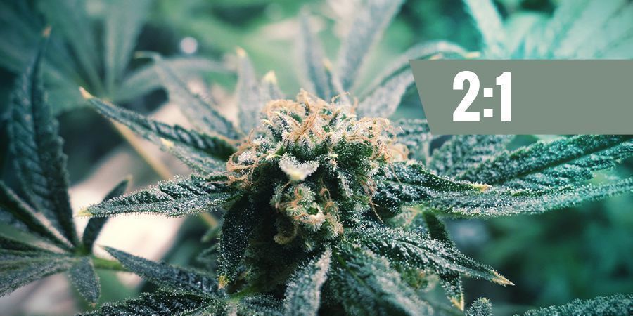 CBD:THC — 2:1 CBD:THC — 2:1